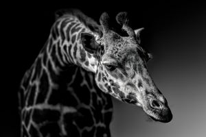 framedcanvas-print-giraffe-x