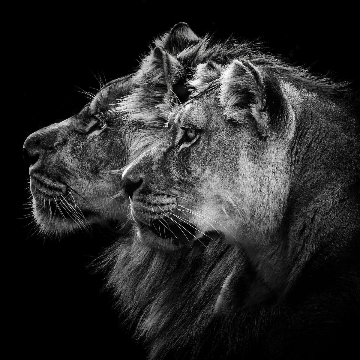 9-piece-acrylic-print-lion-and-lioness-portrait