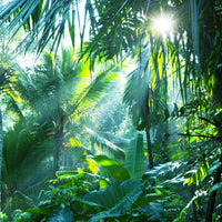 acrylic-print-in-tropical-forest