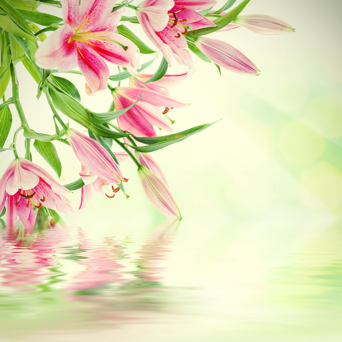 4-piece-aluminium-print-lilies-on-water