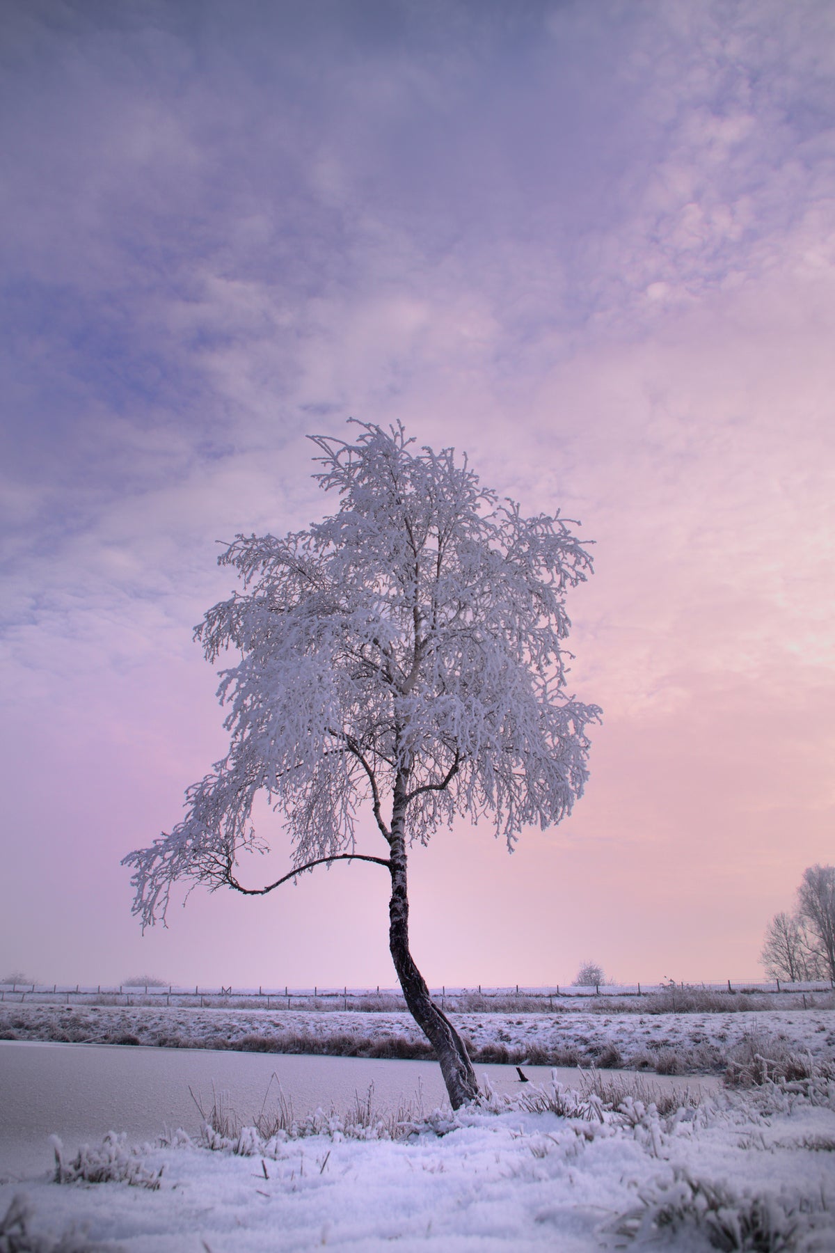 framedcanvas-print-a-winter-tree