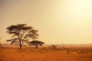 3-piece-aluminium-print-pastures-in-kenya