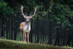 framedposter-print-the-fallow-deer-ii