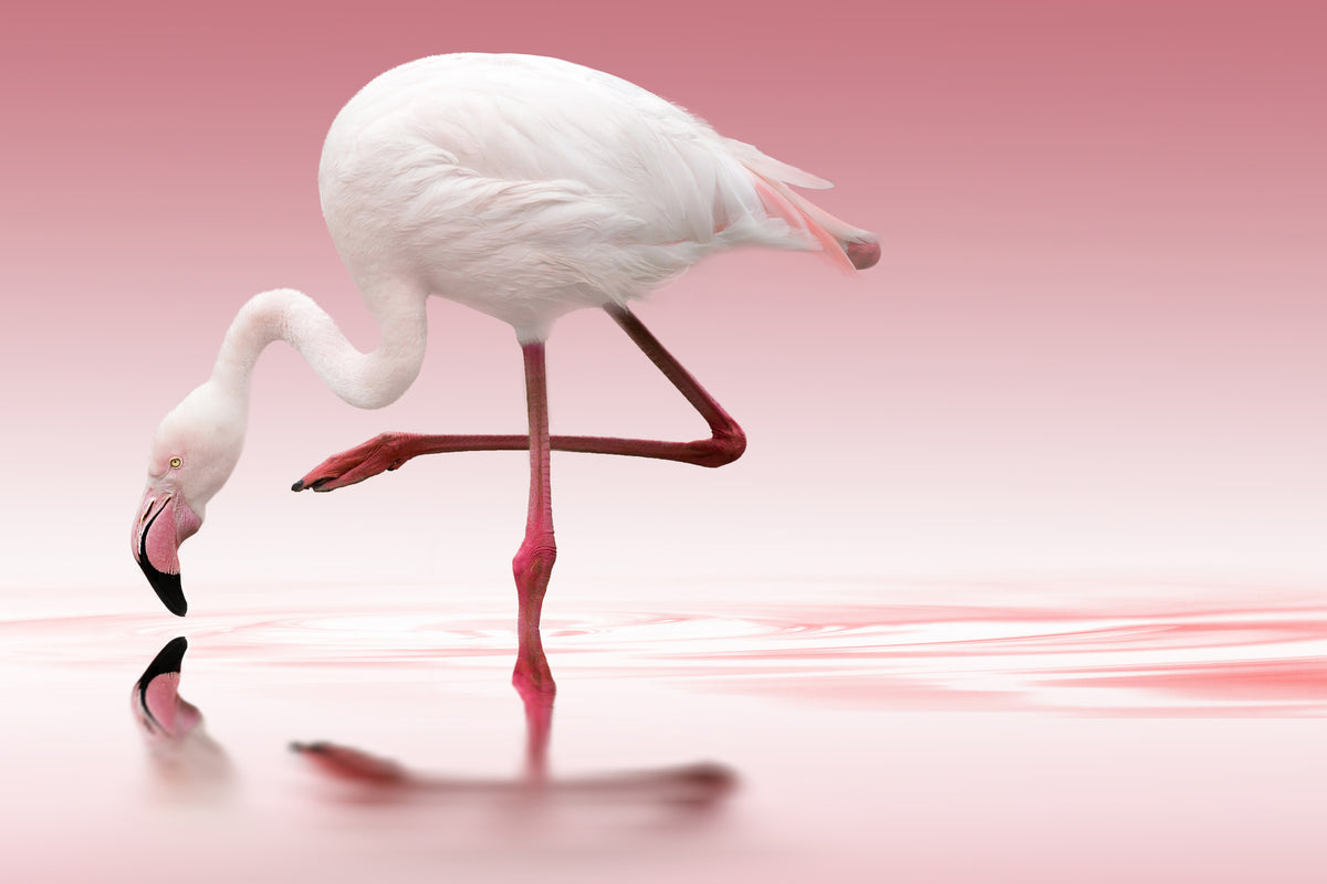 framedcanvas-print-flamingo