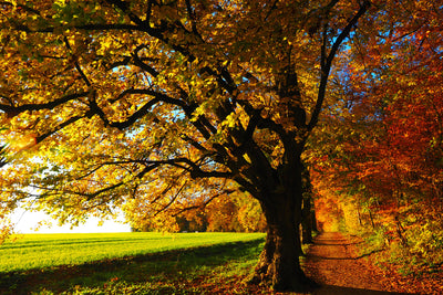 poster-print-trees-in-the-autumn