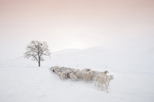 framedcanvas-print-flock-looking-for-food-x