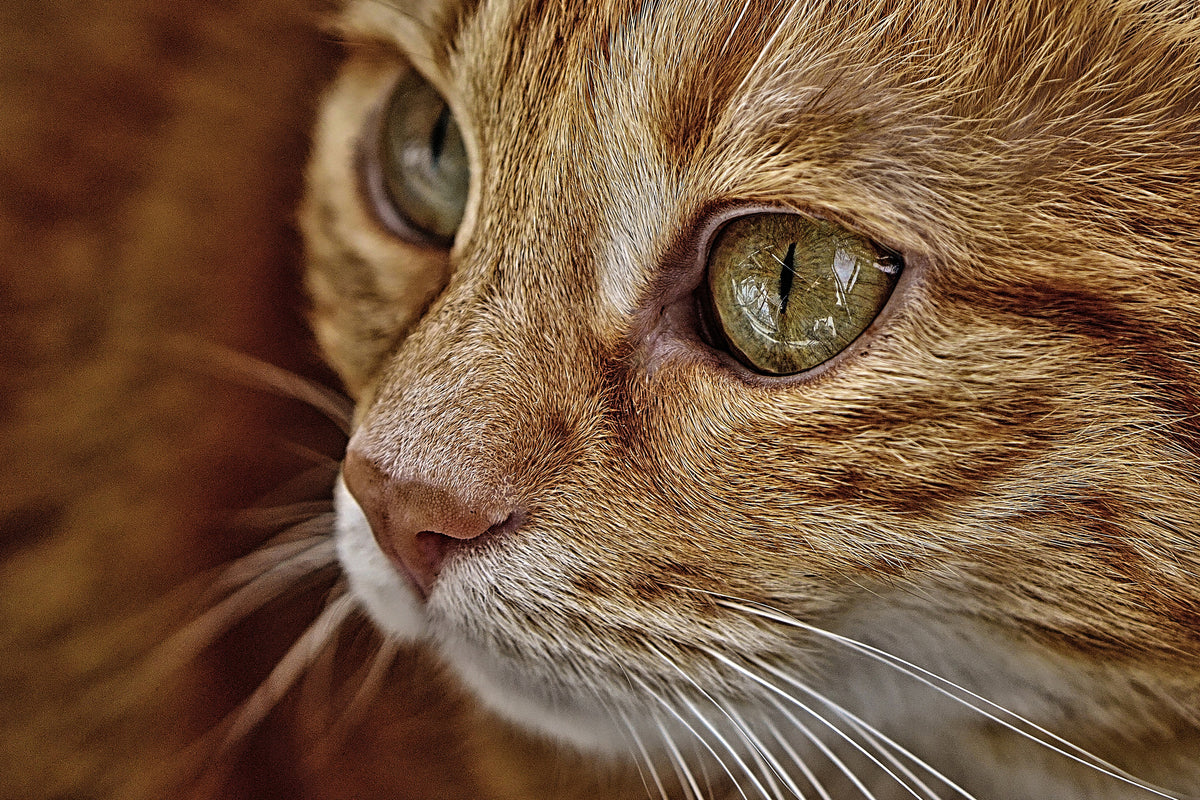 canvas-print-close-up-cat39s-head