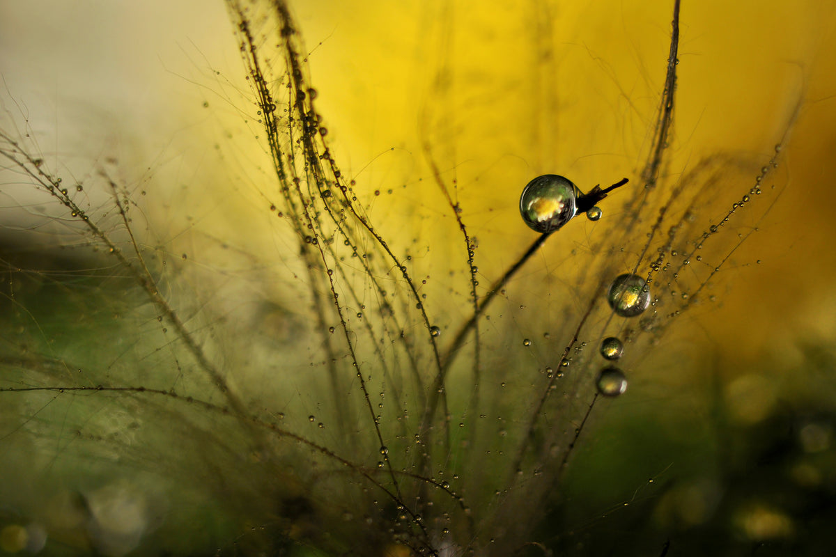 canvas-print-a-golden-morning-shower-x