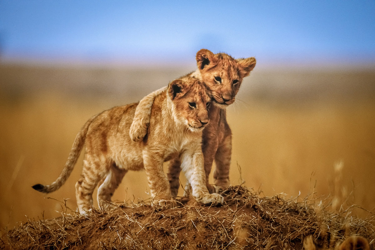 framedposter-print-brothers-for-life