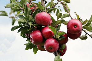 3-piece-aluminium-print-close-up-apple-tree