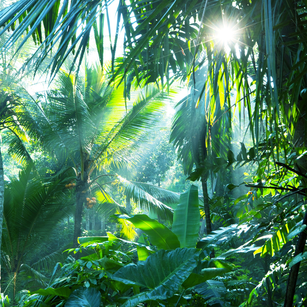 canvas-print-in-tropical-forest