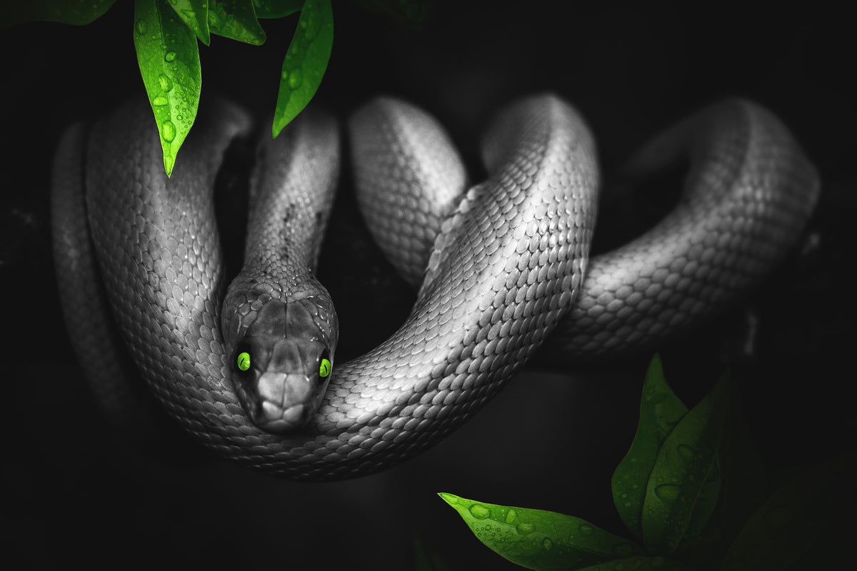 3-piece-acrylic-print-attention-snake