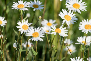 aluminium-print-xl-daisies