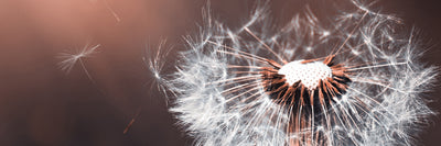 panoramic-poster-print-dandelion-in-the-evening-light-panorama
