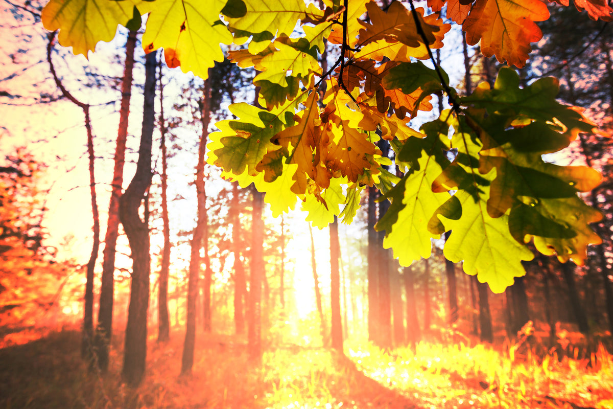 3-piece-acrylic-print-autumn