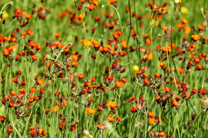 acrylic-print-hawkweeds