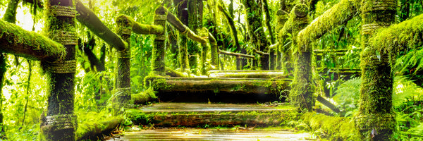 panoramic-3-piece-acrylic-print-moss-panorama