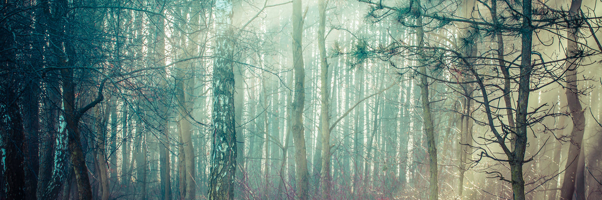 panoramic-poster-print-pinewood-panorama