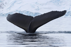 acrylic-print-the-humpback-whale
