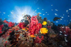 framedposter-print-reef-life