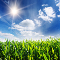 canvas-print-spring-grass