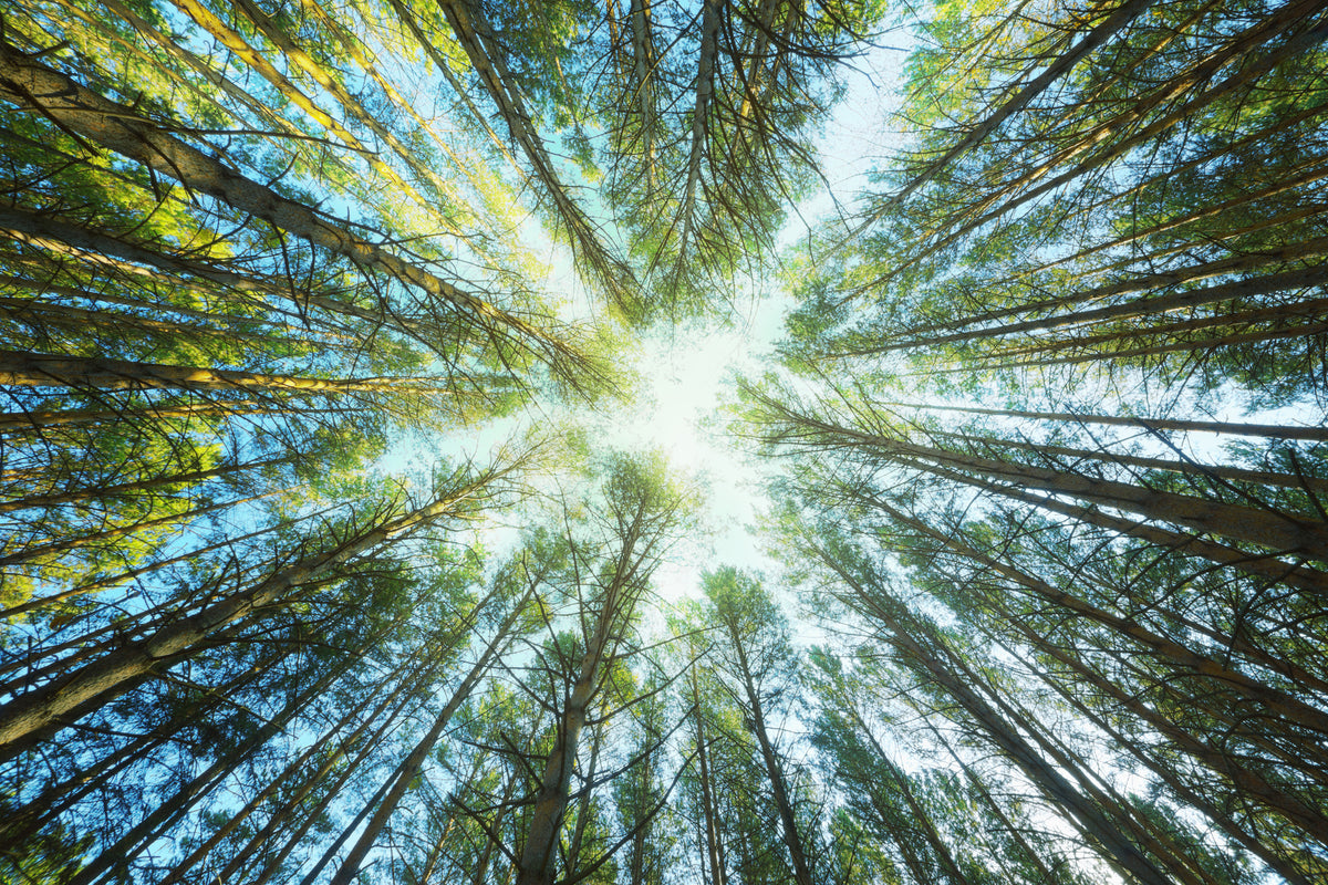 acrylic-print-pine-forest