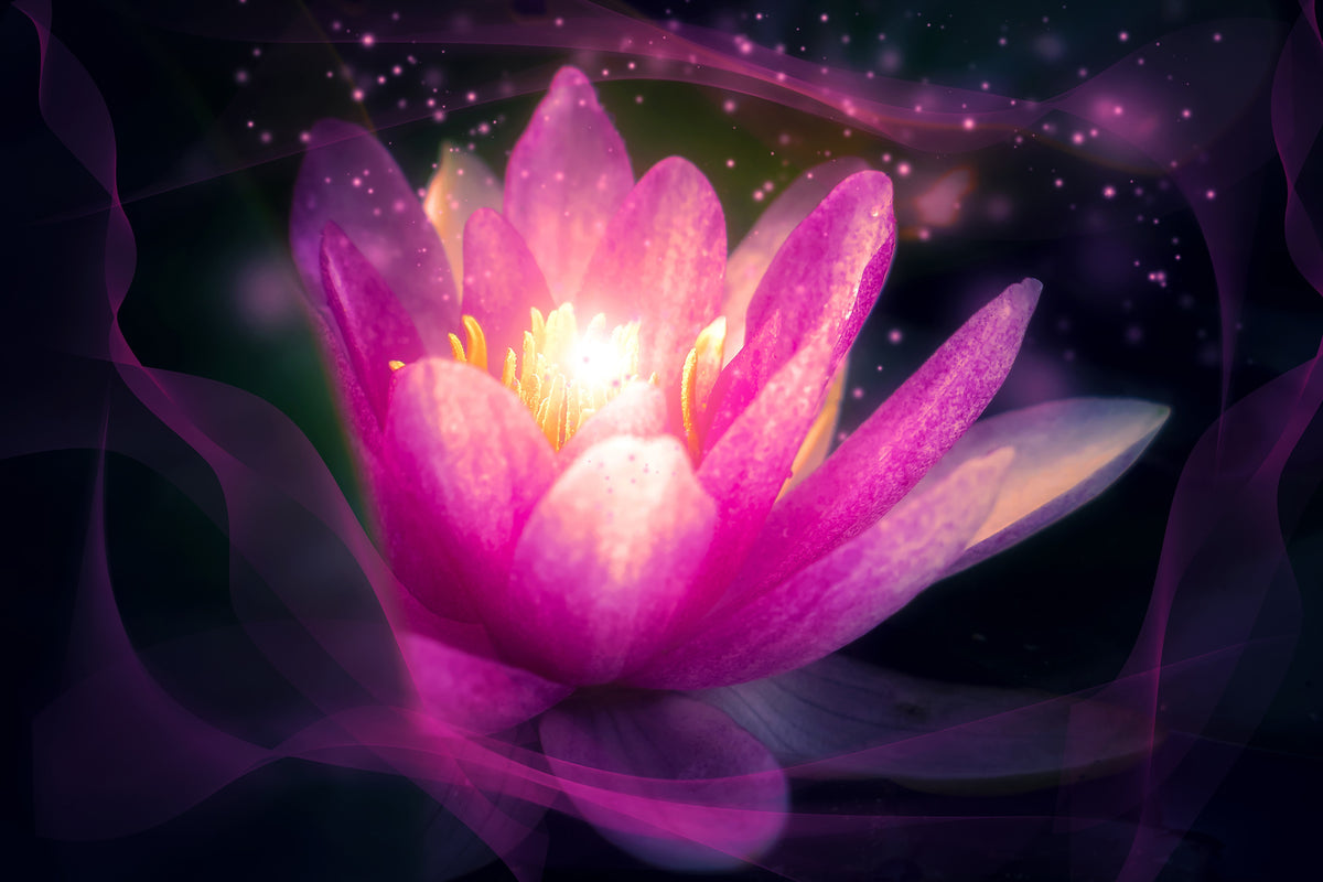 aluminium-print-lily-in-the-light-play