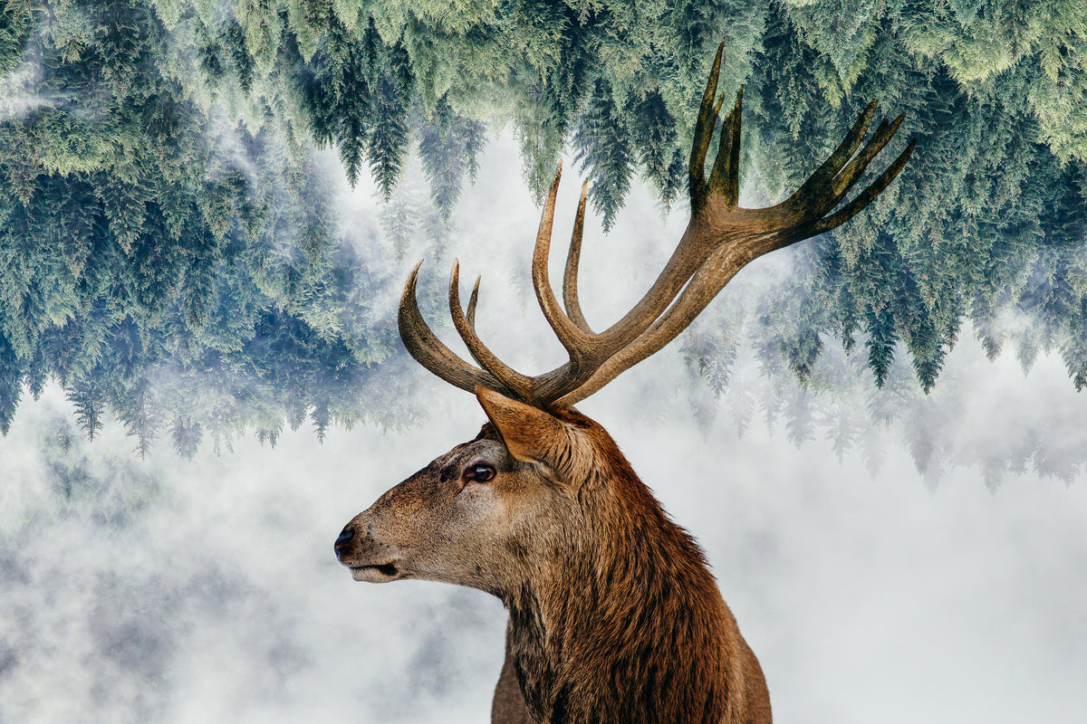 poster-print-the-deer-and-the-woods-x