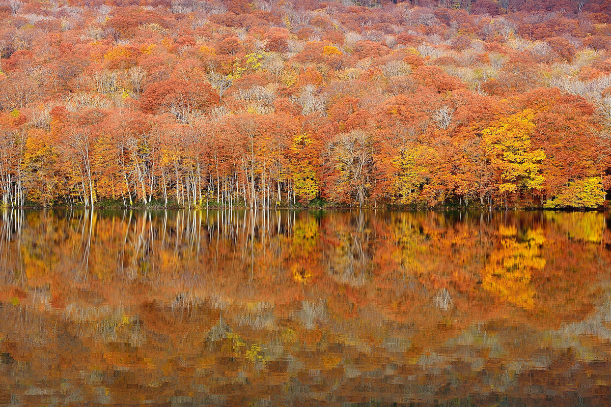 aluminium-print-glowing-autumn-x