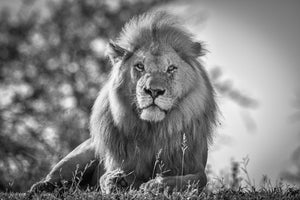 canvas-print-monochromatic-lion-king-x