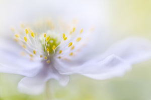 poster-print-anemone-beauty