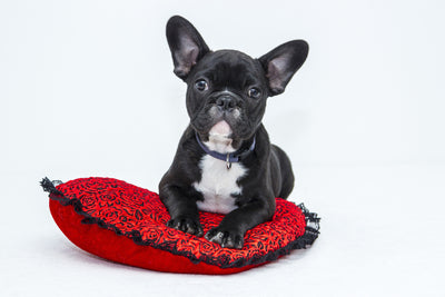 poster-print-bulldog-to-fall-in-love