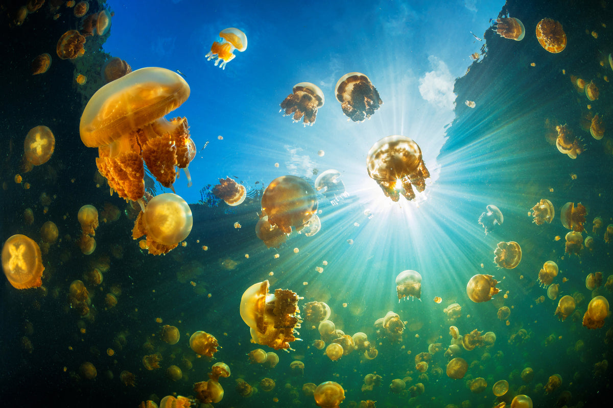 poster-print-sunlight-and-jellyfish-x