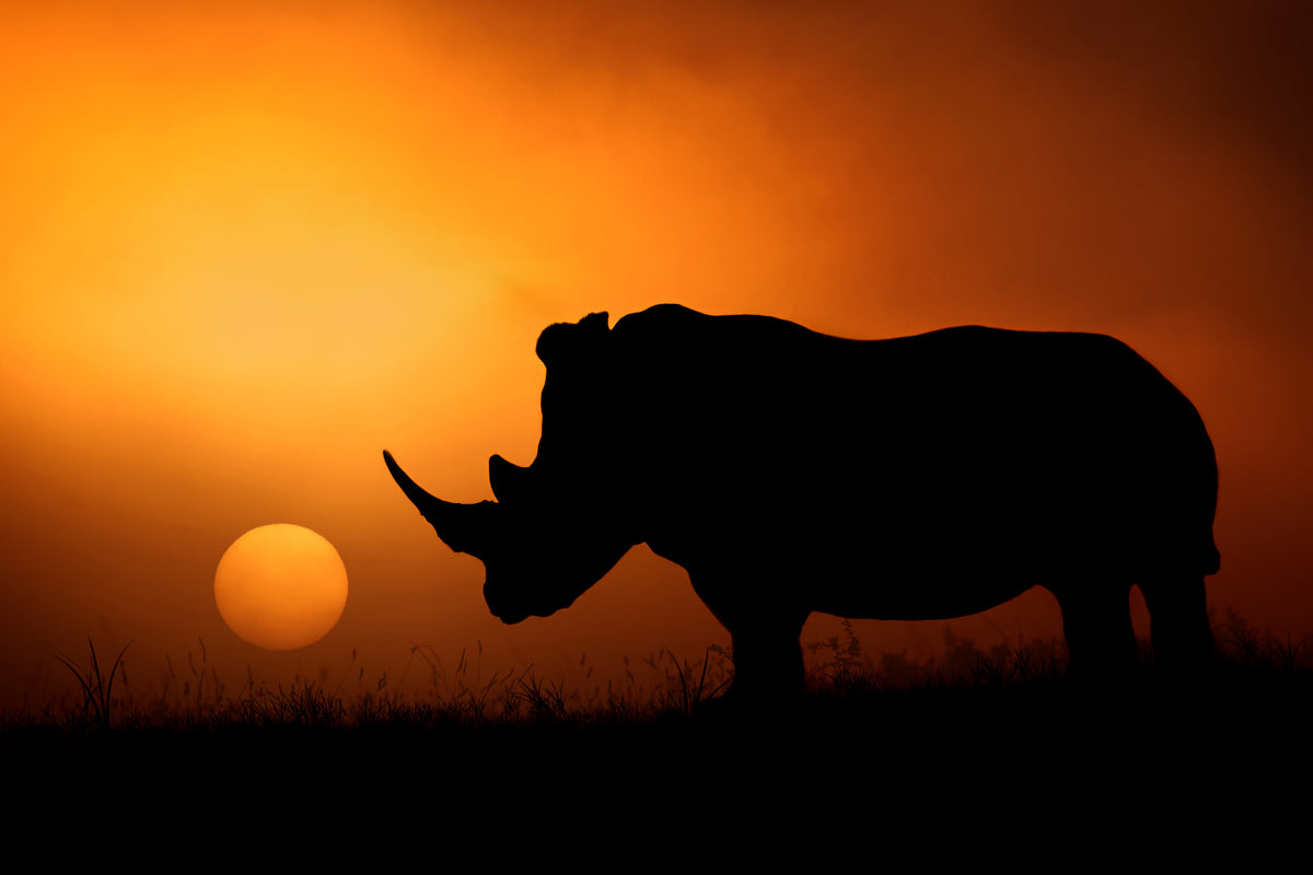 acrylic-print-rhino-sunrise