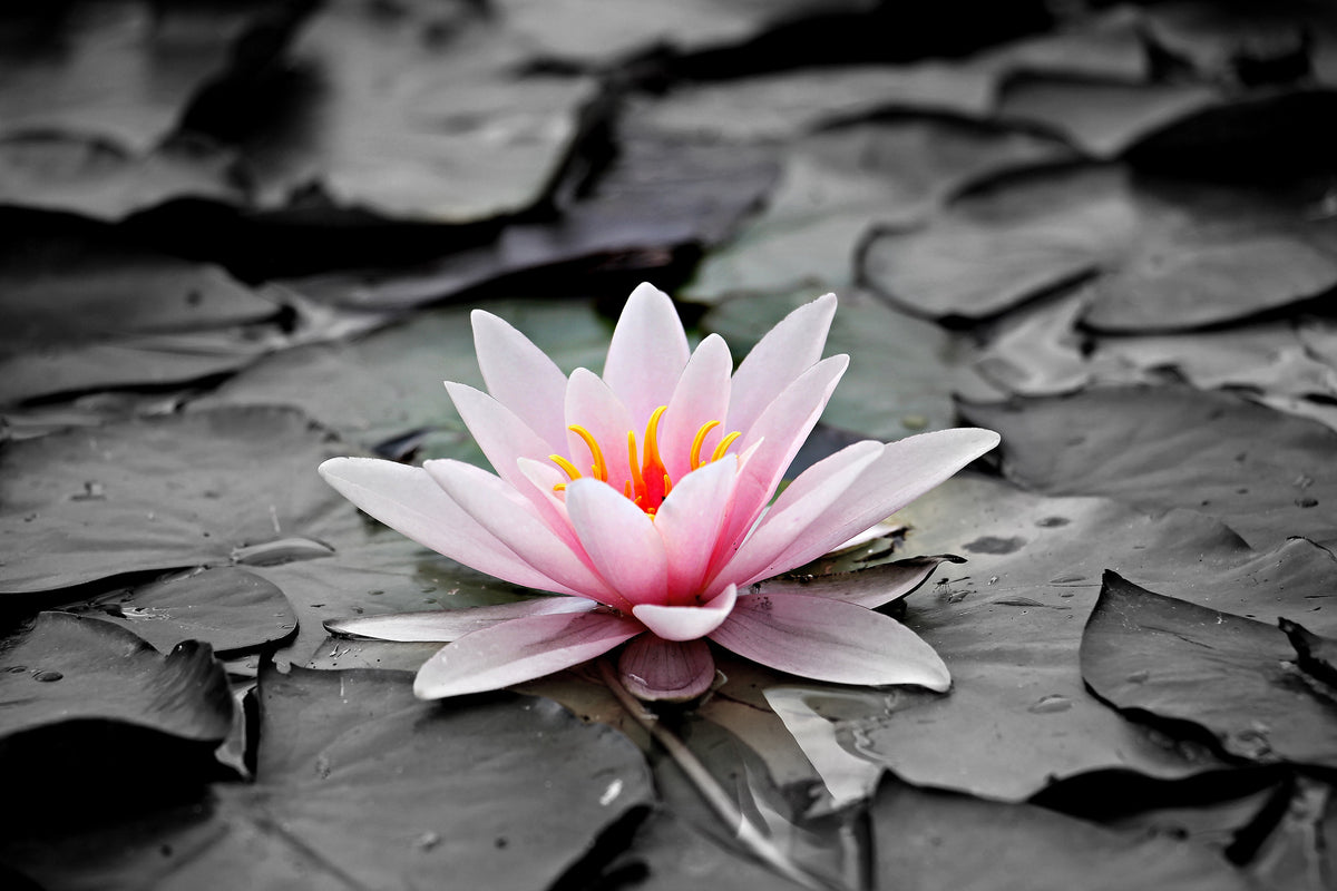 3-piece-canvas-print-the-art-of-water-lily