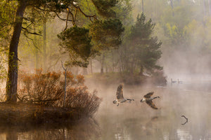 3-piece-acrylic-print-goose-fight