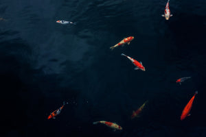 framedposter-print-fish-in-the-pond