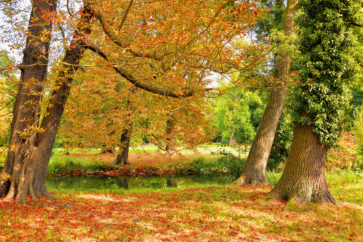 3-piece-aluminium-print-in-the-middle-of-autumn-trees