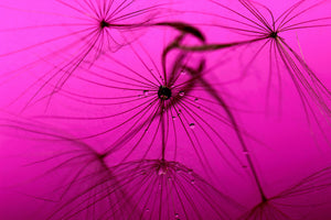 acrylic-print-dandelion-in-pink