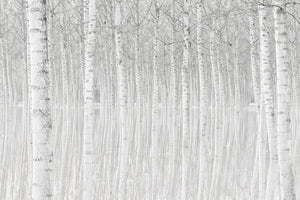 acrylic-print-trees