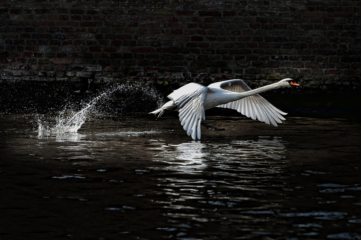 3-piece-canvas-print-flying-swan