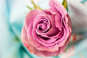 canvas-print-roseblossom-in-pink
