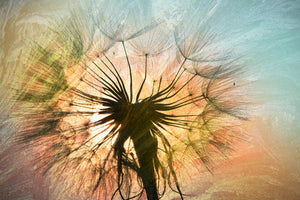 framedposter-print-xxl-dandelion