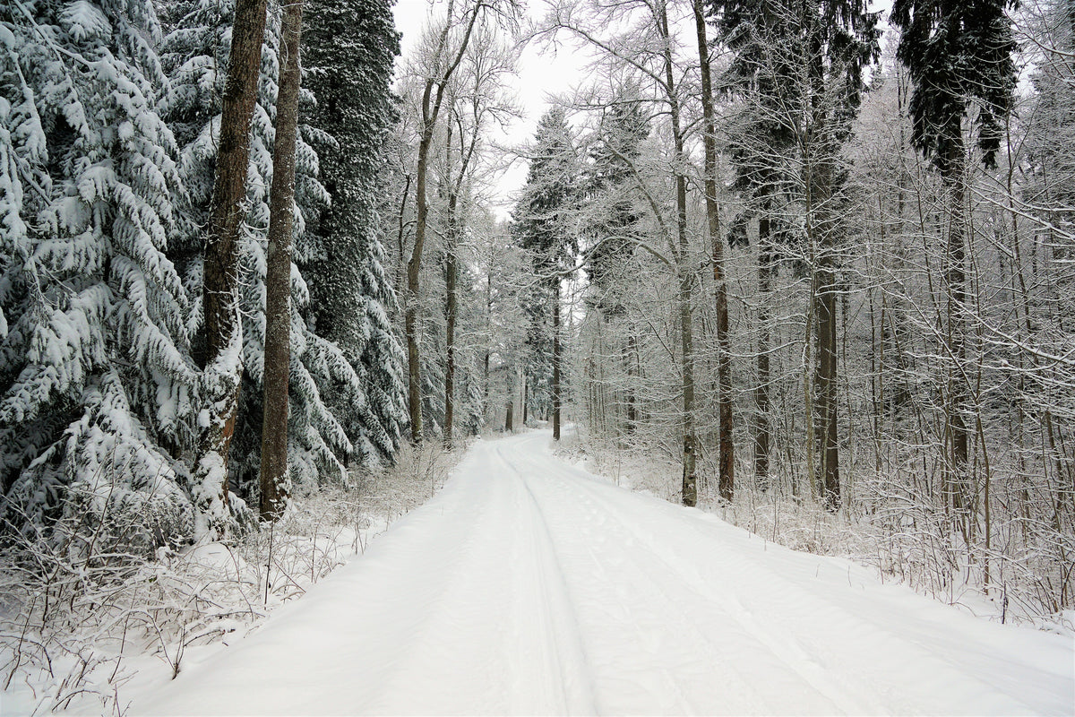 poster-print-snow-in-the-forest