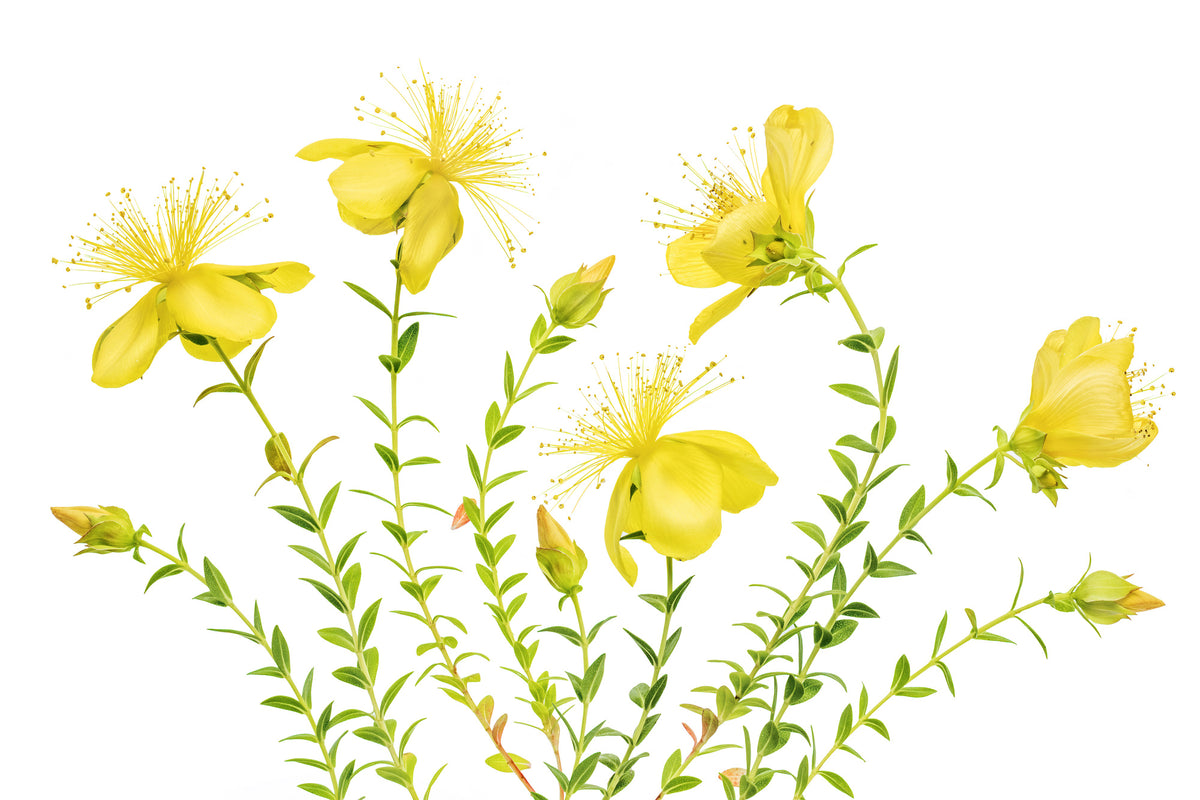 poster-print-hypericum-x