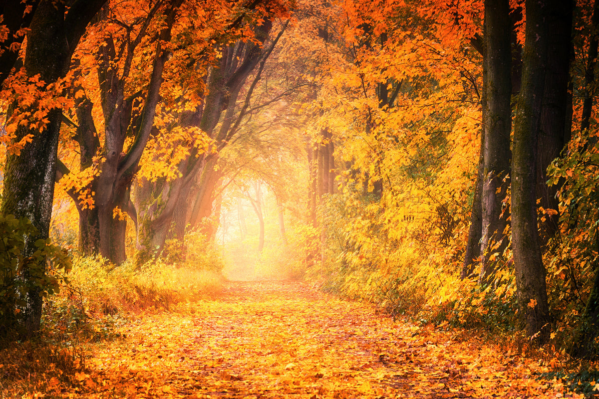 framedcanvas-print-colors-magnificent-forest