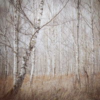 canvas-print-birch-forest-x