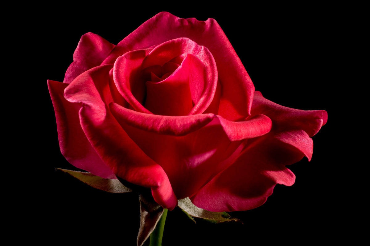 canvas-print-the-flower-of-love
