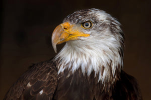 framedcanvas-print-caged-eagle