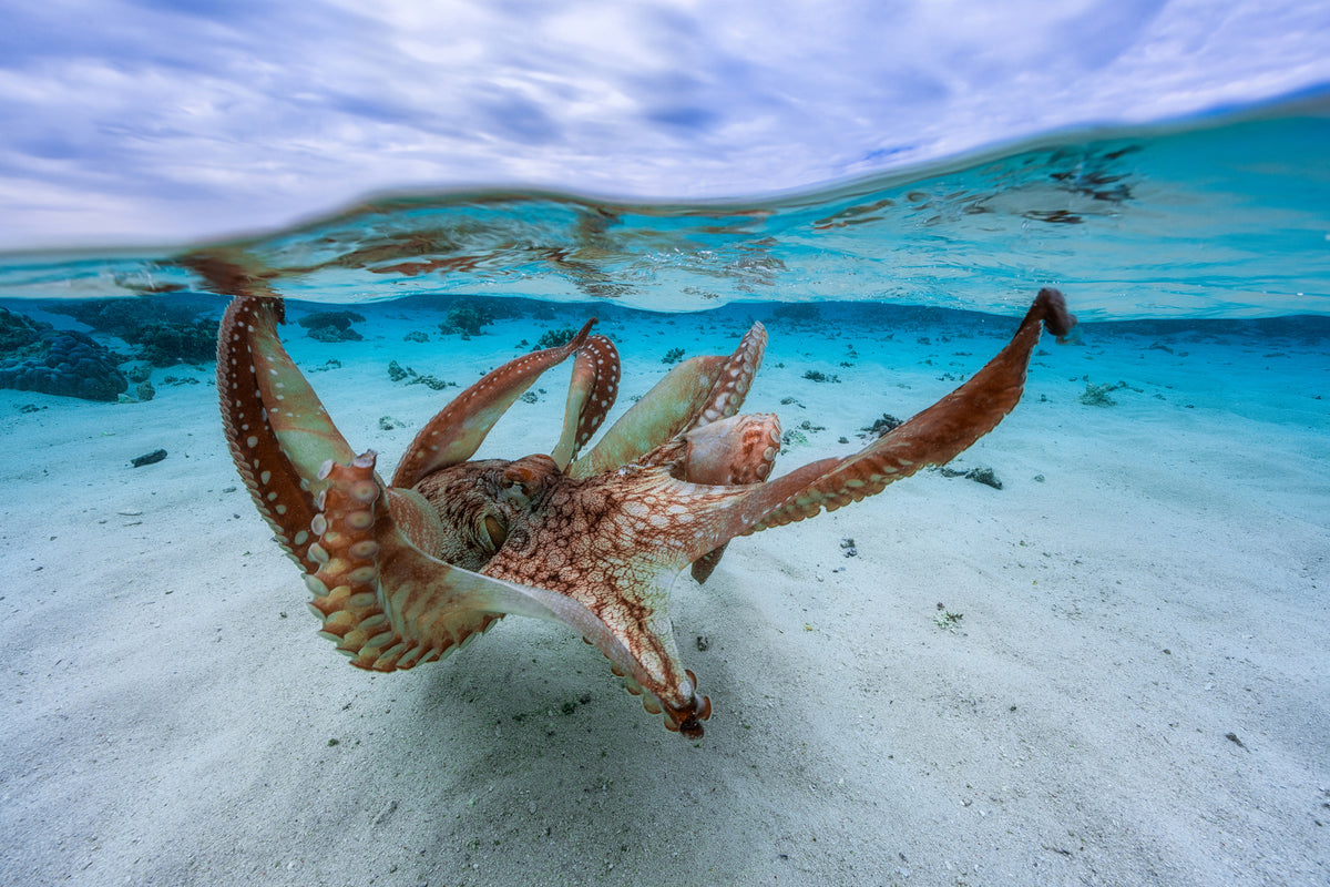 framedcanvas-print-octopus-ii